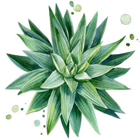Green succulent plant, watercolor illustration, botanical paintingの写真素材