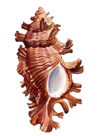 Shell on isolated white background, sea watercolor illustration