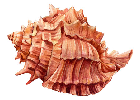 Sea shell on isolated white background, shell hand painted watercolor illustration