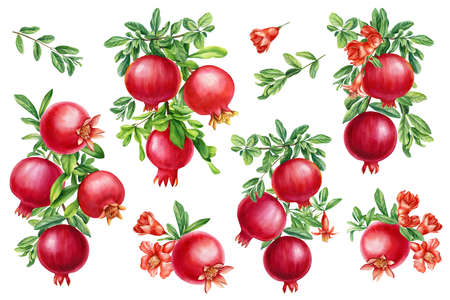 Set of branch with pomegranate, leaves and flowers. Watercolor illustration. Set floral elements.の写真素材
