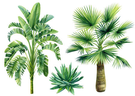palm trees set on isolated white background, watercolor illustration. Jungle designの写真素材