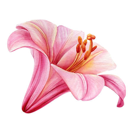 Lily flower on isolated white background, watercolor botanical illustrationの写真素材