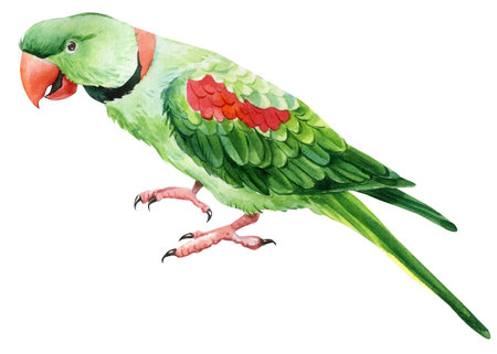 Set of parrots on a white isolated background, watercolor illustration, hand drawing, tropical...