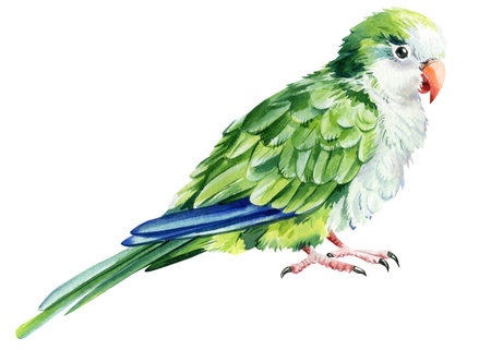 Parrot bird on an isolated white background, watercolor illustration, hand drawing