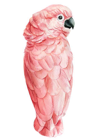 Cockatoo watercolor illustration. Hand drawn Australia bird. Pink parrotの写真素材