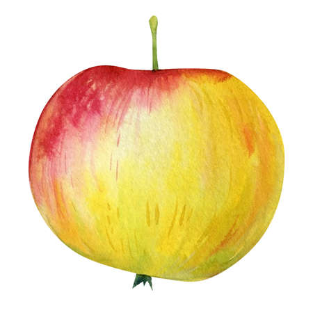 Watercolor Apple on a white background, Hand-drawn painted apple.の写真素材
