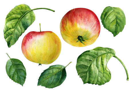 Apples and leaves on a white background are hand drawn watercolor.の写真素材