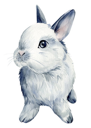 Bunny on isolated white background, watercolor illustration. Gray rabbitの写真素材