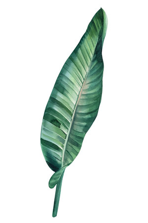 Green leaf. Strelitzia on isolated background, hand drawn watercolor botanical painting.の写真素材