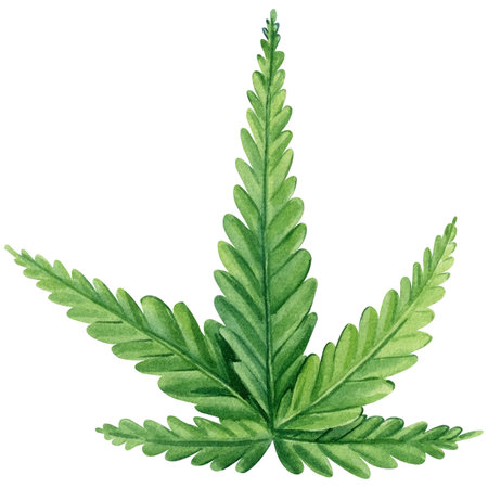 Cannabis isolated on white background, green leaves Hand drawn watercolor illustration.の写真素材