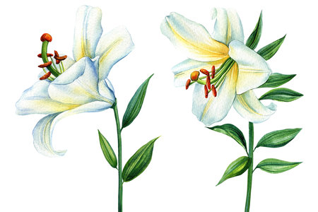 White lilies flowers on isolated background, watercolor white lily, flora for design. Beautiful flower hand-drawnの写真素材