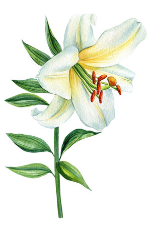 White lily flower on isolated background, watercolor white flora for design. Beautiful botanical flower illustration.の写真素材