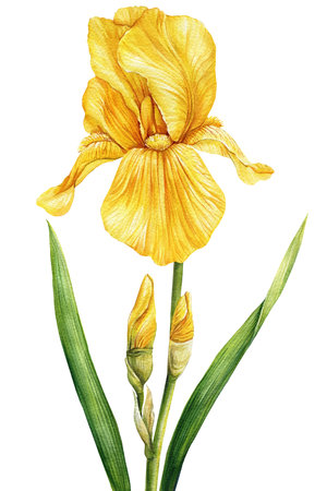 Watercolor iris, yellow flower isolated on white background. Hand drawn floral illustration. Summer...