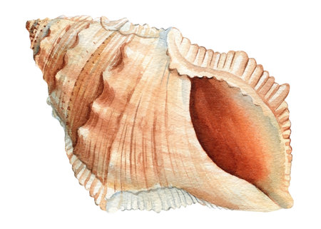 Seashell isolated white background. Sea shell watercolor illustration.の写真素材