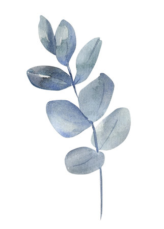 Flora, autumn watercolor eucalyptus leaf isolated on white background. Botanical foliage elementの写真素材