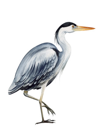 Heron bird on isolated white background, watercolor hand drawn painting illustration.の写真素材