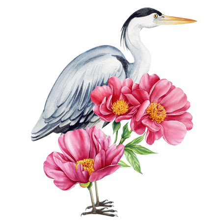 Heron with peonies. Beautiful bird with flowers on isolated white background, watercolor botanical illustrationの写真素材