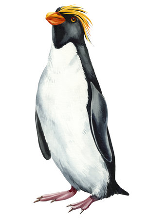 Watercolor penguin on isolated white background. Watercolor painting, bird hand drawn illustration. Clipart with penguinの写真素材