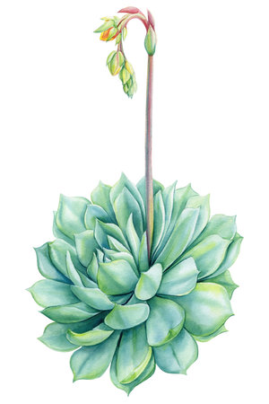 Succulent flower echeveria watercolor botanical painting. illustration isolated background. Hand-painted summer clipartの写真素材