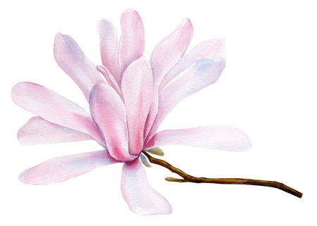 Magnolia flower on a tree branch, Beautiful pink spring flower isolated. Watercolor botanical illustration, hand drawingの写真素材