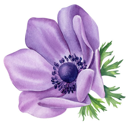 Watercolor violet flower. Anemone Hand-painted abstract botanical painting illustration. Flora Trendy color design, cardの写真素材