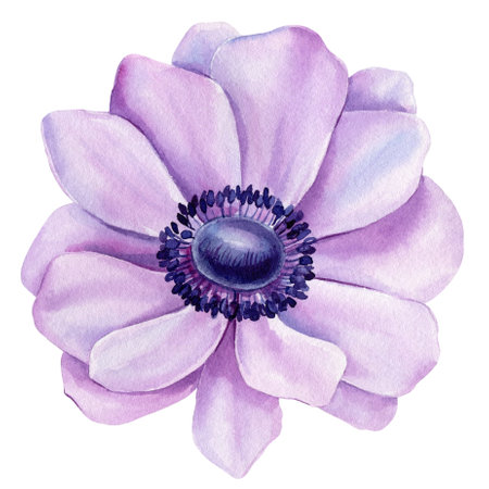 Watercolor violet flower. Anemone Hand-painted abstract botanical painting illustration. Flora Trendy color design, cardの写真素材