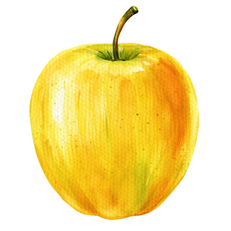 Yellow Apple fruit watercolor painting on isolated background, Watercolor organic design element, food clipart vintageの写真素材