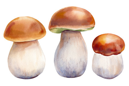 Mushrooms boletus clipart. Watercolor mushroom fall. Hand drawn mushroom design elements isolated on white background.の写真素材