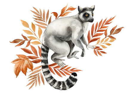 lemur, tropical leaves watercolor isolated on white background, Safari animal, autumn plant. Jungle autumn floralの写真素材