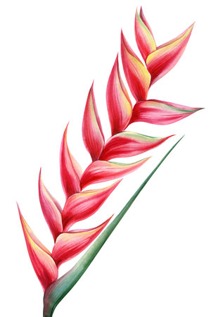 Tropical exotic heliconia flower illustration, red watercolor botanical art, hand-painted flora summer design, natureの写真素材