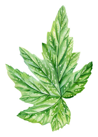 Exotic Leaf, hand painted botanical art Tropical plant, vibrant green foliage with details isolated. Watercolor begoniaの写真素材