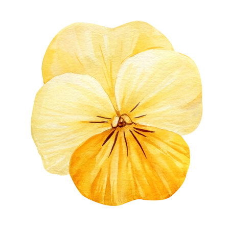 Yellow pansy watercolor flower, bright botanical art, spring bloom, yellow petals isolated on white floral clipartの写真素材
