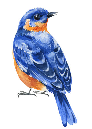Spring watercolor colorful bird, eastern blue bird illustration, wildlife hand painted nature, delicate artistic artworkの写真素材