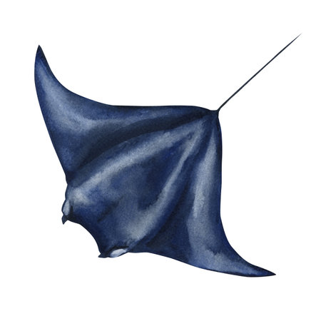 Watercolor illustration dark blue stingray isolated on white background, hand painted ocean animal marine life designの写真素材