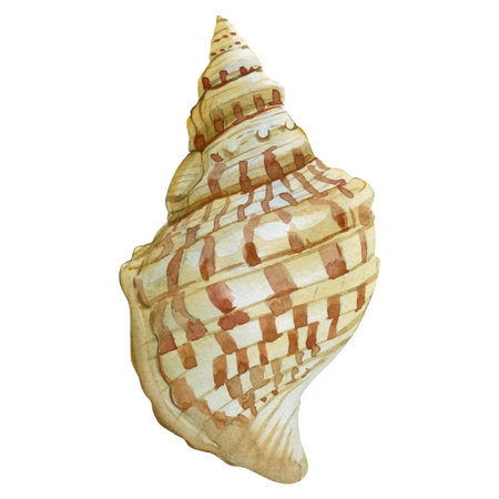 Watercolor Spotted Spiral Seashell. Hand Painted Tropical Ocean Shell, Realistic Marine Clipart...