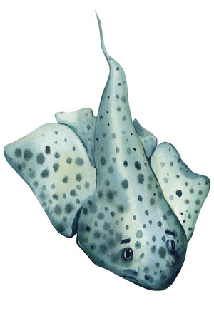 Watercolor stingray fish illustration spotted pattern, marine sea life animal, ocean wildlife...