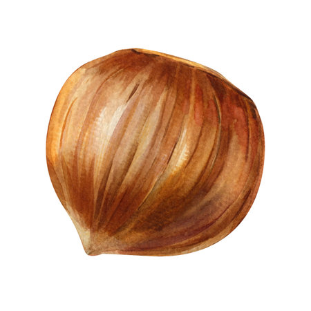 single watercolor hazelnut whole unshelled brown nut isolated on white handpainted healthy organic food illustrationの写真素材