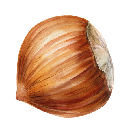 watercolor hazelnut with cut end handpainted brown nut isolated on white healthy food natural botanical illustrationの写真素材