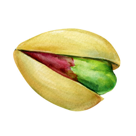Watercolor illustration pistachio nut in shell. Hand-painted green pistachio isolated on white background.の写真素材
