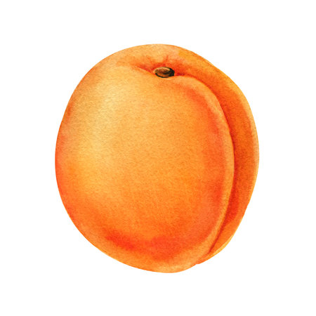Apricot fruit isolated on white background. Watercolor hand painted illustration of fresh ripe orange apricot. Peach, nectarineの写真素材
