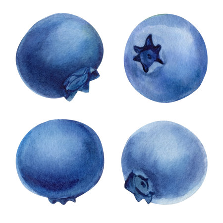 Watercolor Blueberry Clipart Set with Four Isolated Berries Handpainted Fruit Elements for Food Packaging Labels Summer Recipesの写真素材