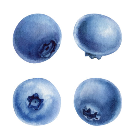 Watercolor Blueberries Set. Isolated Berries art. Natural Fruit Clipart for Packaging Labels Recipe Design Summer Decorの写真素材