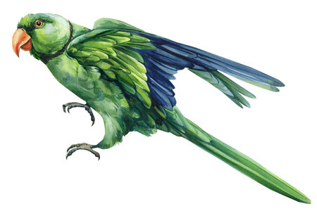 Flying green ringneck parrot watercolor illustration exotic tropical bird with orange beak blue...