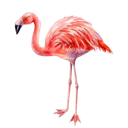 Pink flamingo bird standing with long legs watercolor tropical wildlife illustration for exotic summer decorの写真素材