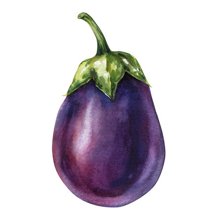 Watercolor Eggplant Vegetable Purple Botanical Farm Fresh Food Illustration on White Backgroundの写真素材