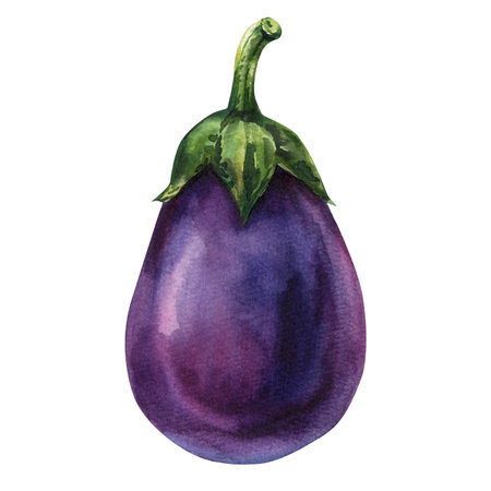 Watercolor Aubergine. Eggplant Vegetable Realistic Botanical Illustration. Fresh Organic Food on White Backgroundの写真素材