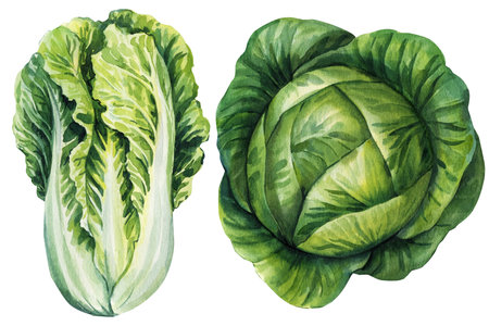 Watercolor Cabbage Set Green Napa Chinese and Round Cabbage Botanical Vegetables Organic Farm Fresh Garden Food Illustrationの写真素材
