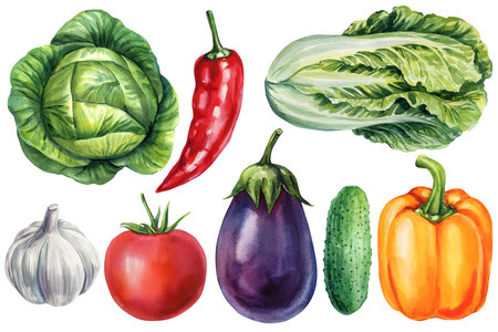 Vegetables set with cabbage chili lettuce garlic tomato eggplant cucumber and bell pepper. Watercolor fresh organic kitchen designの写真素材