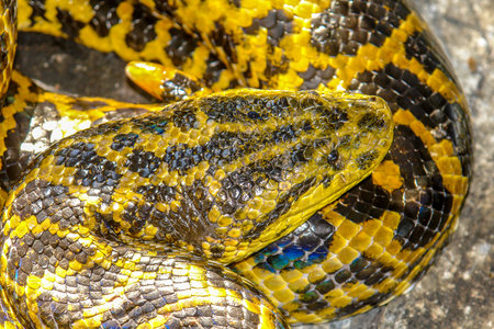 Boa contrictor snake