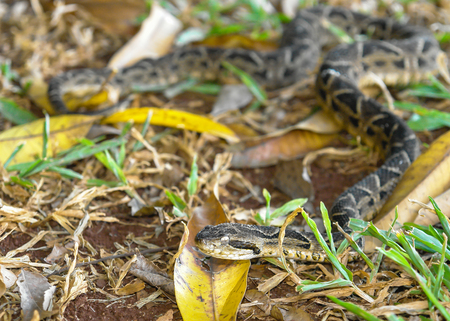 Small Yarara snakeの写真素材